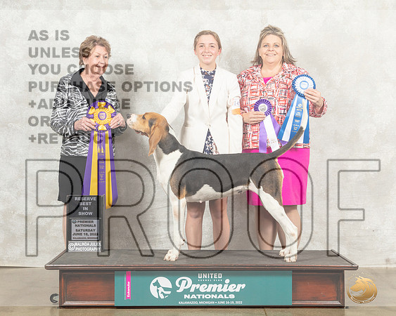 Treeing Walker #1408 Sat RBIS Judge Sandra Kowalski__MJ_8706_Premier_2022_HR3