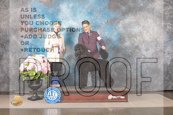 Poodle Standard #24 SAT WB BOW Major Judge Patricia Sosa_MJ_7464_Houston_2022_HR3