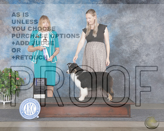 Miniature American Shepherd #9 Fri WD BOW Judge Shelly HennessyMiniature American Shepherd #9 Fri WD BOW Judge Shelly Hennessy_WP_9171e-San Antonio 2025-HR3