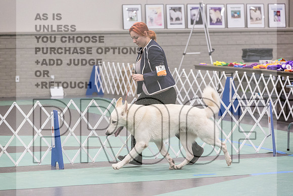 White Shepherd Sat Rings_JJL_9536_UKCLNGVIEWOCT2024_2024_HR3