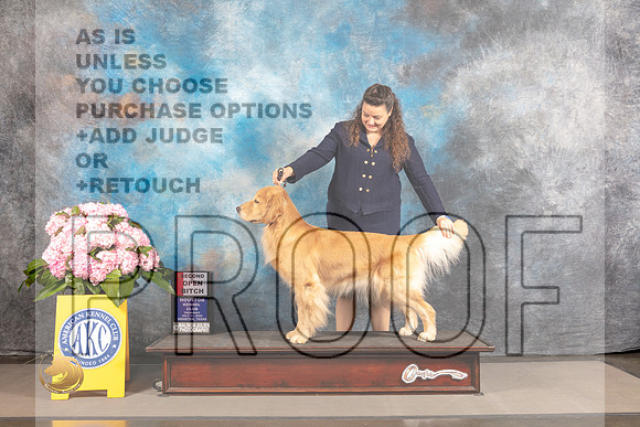 Golden Retriever #104 THUR OB2nd Judge Jill Warren_MJ_3813_Houston_2022_HR3
