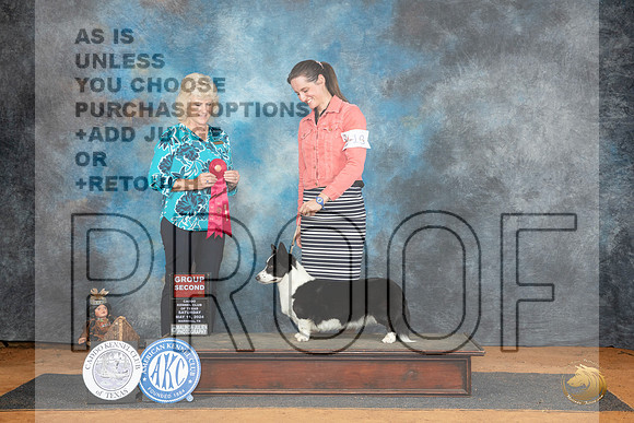Cardigan Welsh Corgi #18 Sat G2 Judge Lisa Graser__JP_8306_MARSHALL_2024_HR3