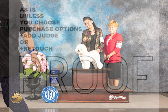 Bichon Frise #15 Sat BOW Judge Jeffrey Bazell_MJ_7127_Houston_2022_HR3