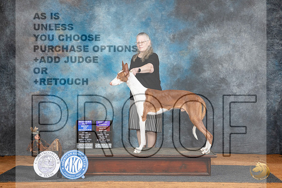 Ibizan Hound #5 BOWBOB Judge Karen Hynek__JP_7113_MARSHALL_2024_HR3