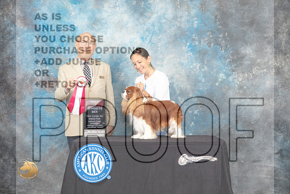 Cavalier King Charles Spaniel #? Sat BOS Judge Tim Robbins_MJ_0193_HstnTOY_2022_HR3