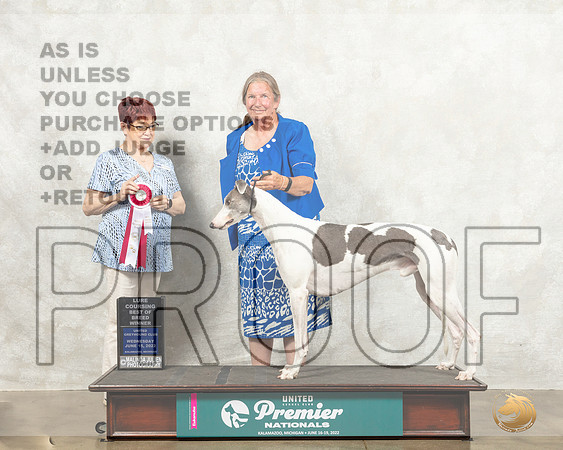 Greyhound #104 Wed Judge Marian Campbell_MMJ_6794_Premier_2022_HR3