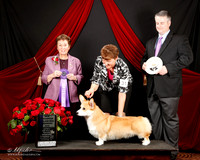#31 Winners Dog Deidre Rodgers Mary Greenwood Judge Theresa Maddox