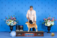Shiba Inu #18 SUN BOB WB M Judge Douglas Johnson