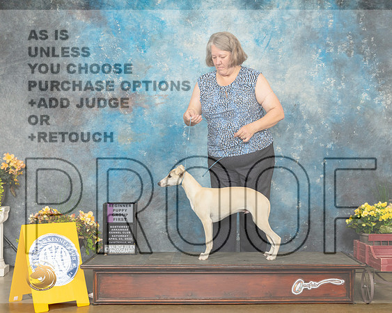 Whippet #5 Sat PG1 Judge Grace Fritz-MMJ_0311-NWARK2022-HR3
