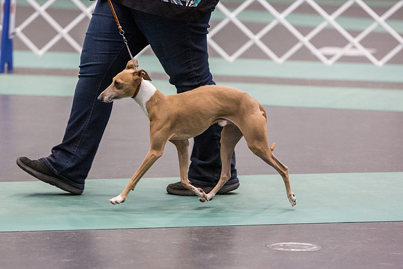 Italian Greyhound Sat Ring_JJL_0748_UKCLNGVIEWOCT2024_2024_HR3