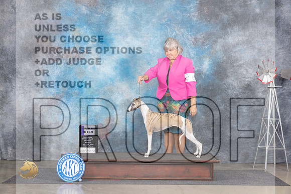 Whippet #10 Fri WB Judge Ann Roth__JP_6307_Amarillo_2024_HR3