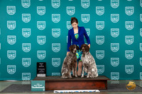 German Shorthaired Pointer #771 Wed Brace Judge Jeanne Heger