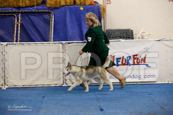 _M3_8674-AddisonHuskyMar2015-HR3