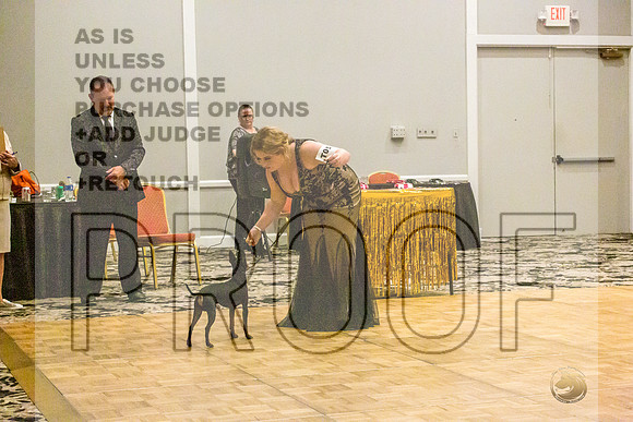 Manchester Terrier MTOY Candids-JJL_2361-Hstn2022_HR3