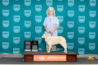 Mudi #120 Sat G2TD Judge Pamela Perdue