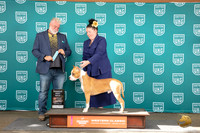 American Pitbull Terrier #200 Sat RBM Judge Matt Proctor