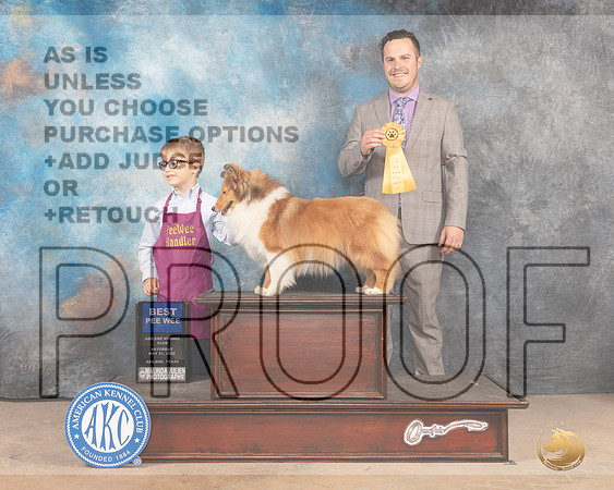 Shetland Sheepdog Pee Wee #12 Sat-MMJ_3866-Abilene2022-HR3