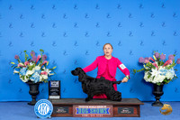 Cocker Spaniel Black #21 FRI WD BOW M Judge Ronald Freeman