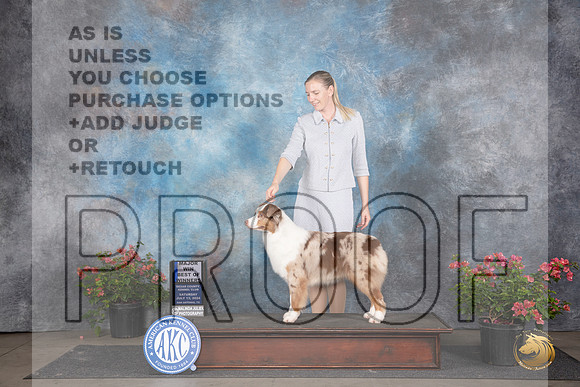Australian Shepherd #20 Sat WBBOWM Judge Polly (Mrs Robert) D Smith__JP_5229_San Antonio_2024_HR3