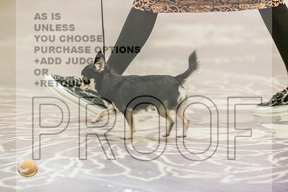 Chihuahua Smooth Coat #7 Fri2JJL_4067_HstnTOY_2022_HR3