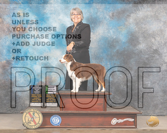 Miniature American Shepherd #8 Sun WB Judge Linda Clark MMJ_5389_Mdlnd2022_HR3