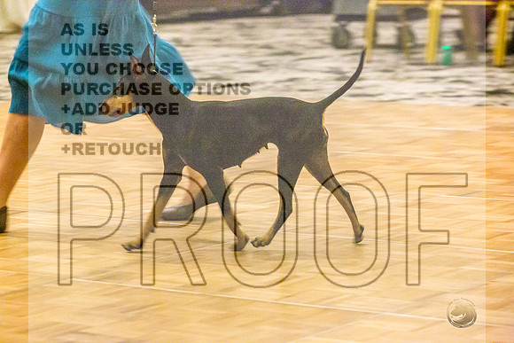 Manchester Terrier MTOY Candids-JJL_2135-Hstn2022_HR3