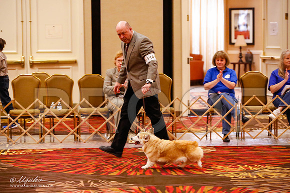 _JJ_9091-HstnCorgiFeb2015-HR3