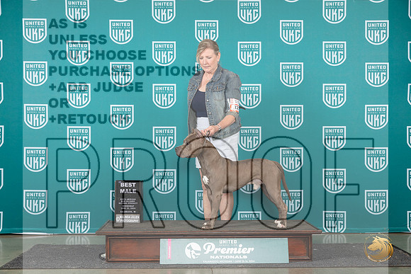 American PIt Bull Terrier #327 Sat BM Judge Carianna Glenn__JP_2003_Premier_2024_HR3