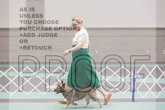 Swedish Vallhund Sat Rings_JJL_9444_UKCLNGVIEWOCT2024_2024_HR3