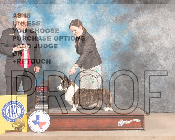 Cardigan Welsh Corgi #14 Fri BOS Judge Patrick Smith-MMJ_7585-FW2022-HR3