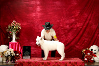 Berger Blanc Suisse Sun S1 G3 Lyn Devoogdt