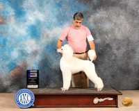 Poodle Std #15 Fri WD Judge Thomson Stanfield Jr