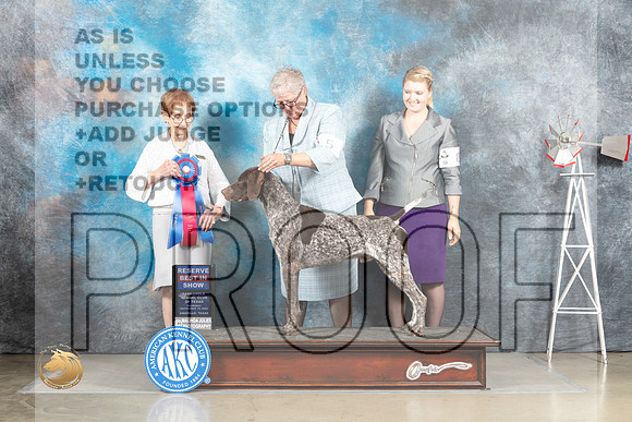 German Shorthaired Pointer #5 Sat RBIS Judge Sharon Derrick_MJ_4635_Amarillo_2022_HR3