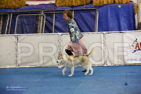 _M3_0702-AddisonHuskyMar2015-HR3