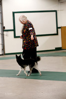 Alaskan Klee Kai Ring Sat Show 1 Norman Nov 2013