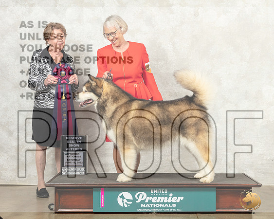 Alaskan Malamute #1330 Sat ARBIS  Judge Sandra Kowalski__MJ_8711_Premier_2022_HR3