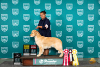 Golden Retriever #414 Sat TDG2