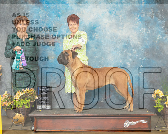 Bullmastiff #14 Fri WBNCh Judge Carol Jean Nelson-MMJ_9431-NWARK2022-HR3