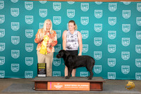 Labrador Retriever #346 Sat G4 Judge Kathrine Short