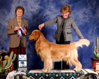 Golden Retriever #43 Sun BOW Maj Burke Ann & Candi Pearce Judge P Trotter