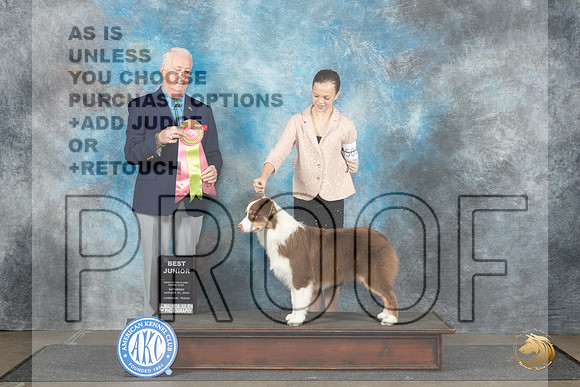 Australian Shepherd #J503 Sat BJr Judge Dr Steve Keating__JP_3517_Lubbock_2024_HR3