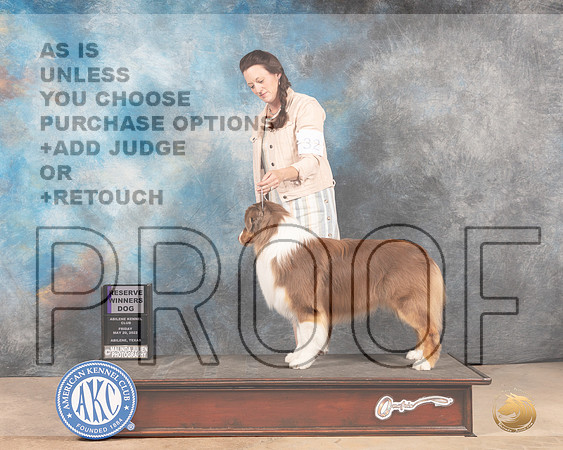 Australian Shepherd #25 Fri RWD Judge Eric Liebes-MMJ_3094-Addison2022-HR3