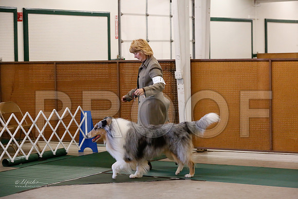 Collie-9415-NormNov13-HR