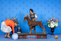 Doberman #9 SUN WD BOW M Judge Annella Cooper r