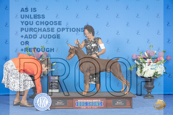 Doberman #9 SUN WD BOW M Judge Annella Cooper r__JP_0283_Houston_2024_HR3