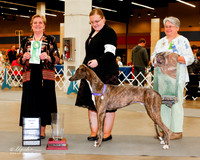 Greyhound #9 Best Puppy