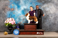 Shetland Sheepdog #17 THUR WD BW NCH Major Judge Polly Smith