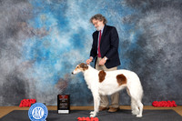 Borzoi #8 Sun BOS Judge Pat Trotter