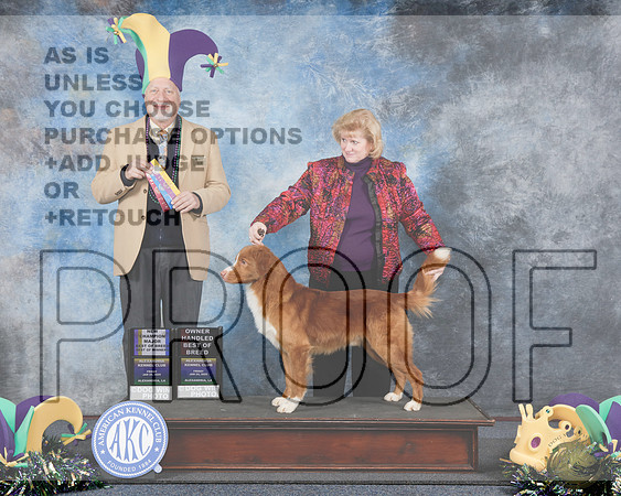 Nova Scotia Duck Tolling Retriever #10 WD BOW OHBOB BOB M NCH Judge Eric LiebesNova Scotia Duck Tolling Retriever #10 WD BOW OHBOB BOB M NCH Judge Eric Liebes_WP_1816e-Alexandria 2025-HR3