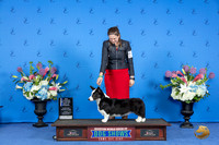 Cardigan Welsh Corgi #6 FRI WB BOW NC M Judge Annella Cooper